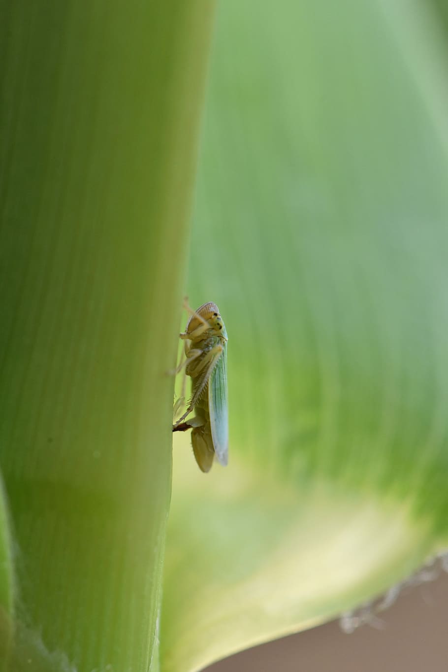 Leafhopper 1080P, 2K, 4K, 5K HD wallpapers free download