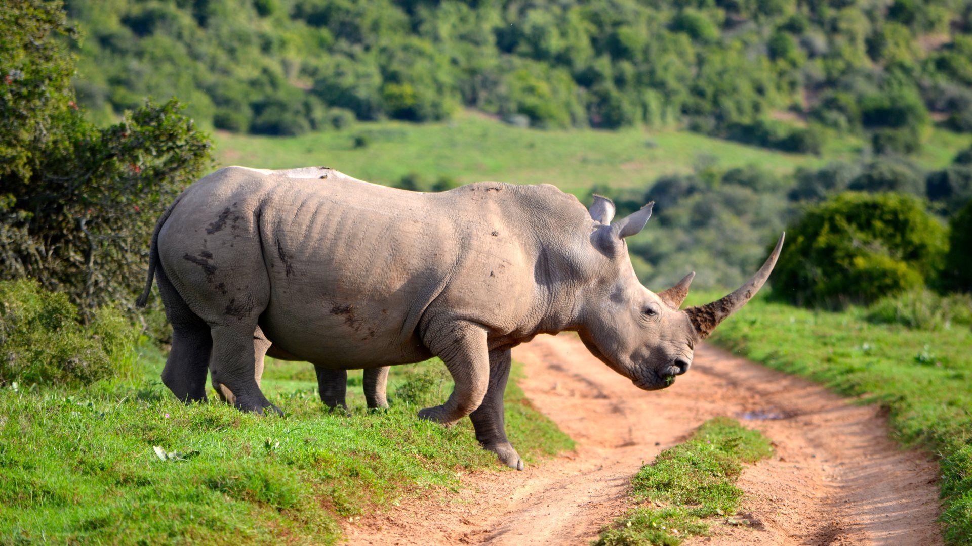 White Rhinoceros