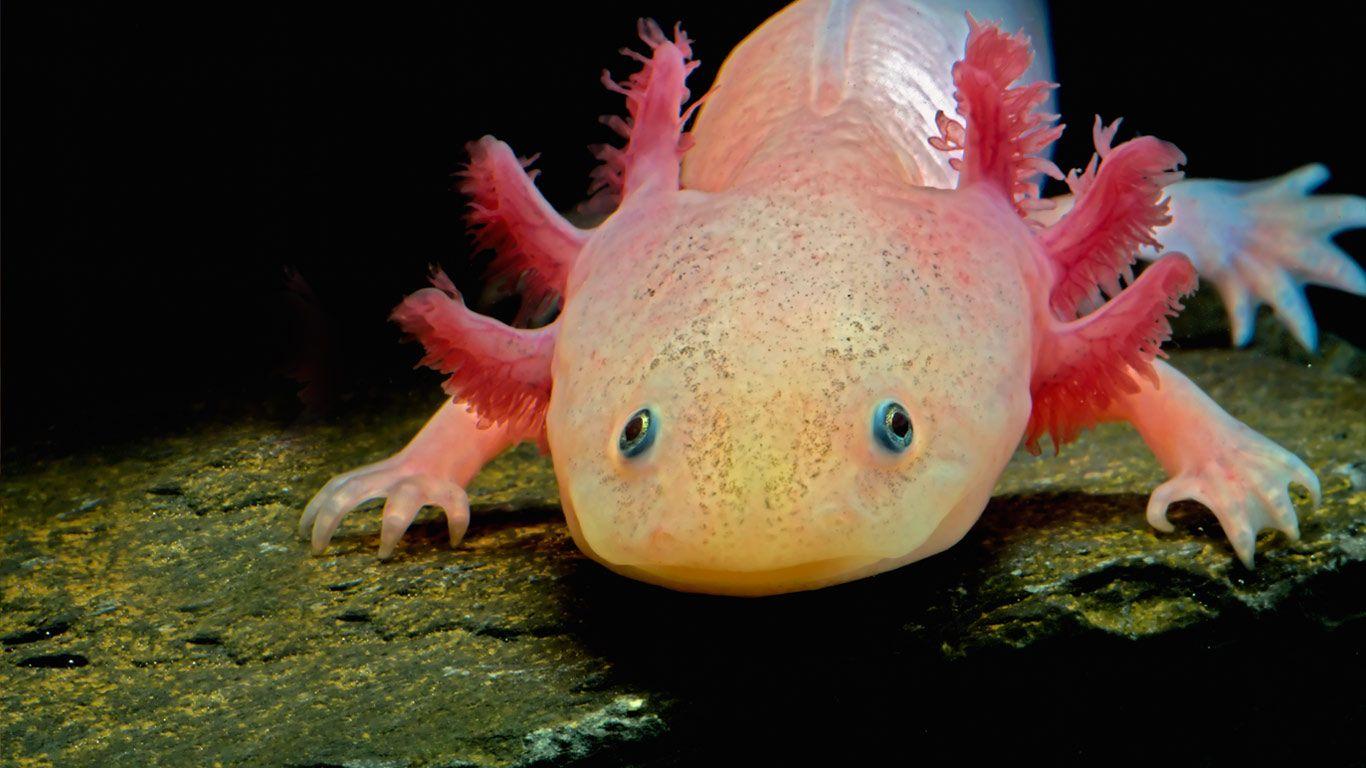 Axolotl wallpapers by T1000