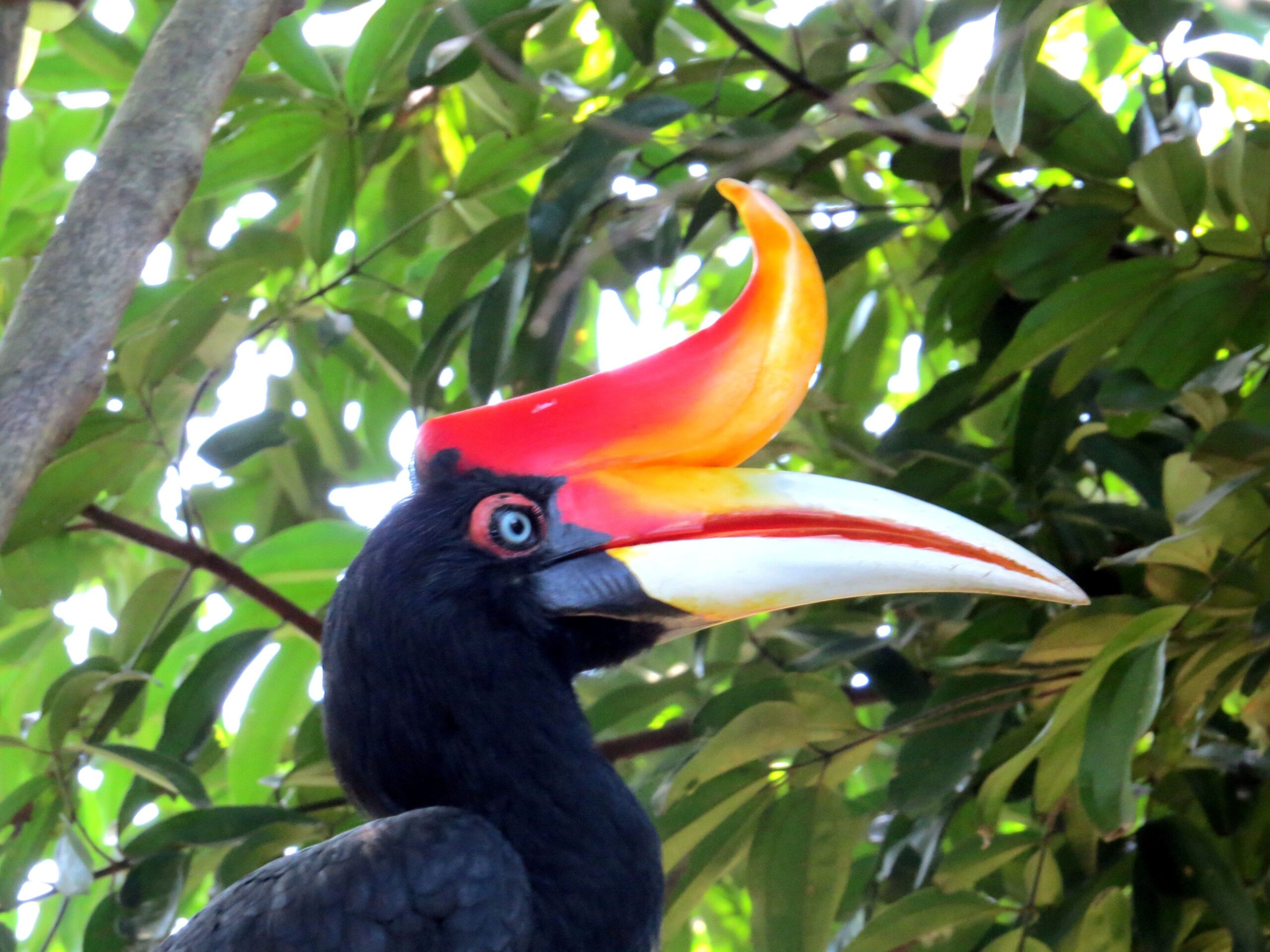 File:Rhinoceros Hornbill 002