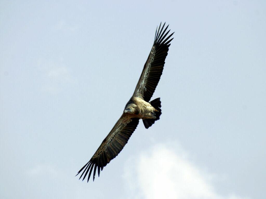 Vulture Overhead wallpapers