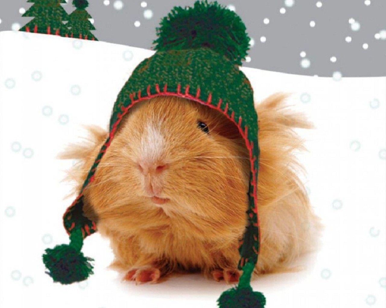 guinea pigs wallpapers hd