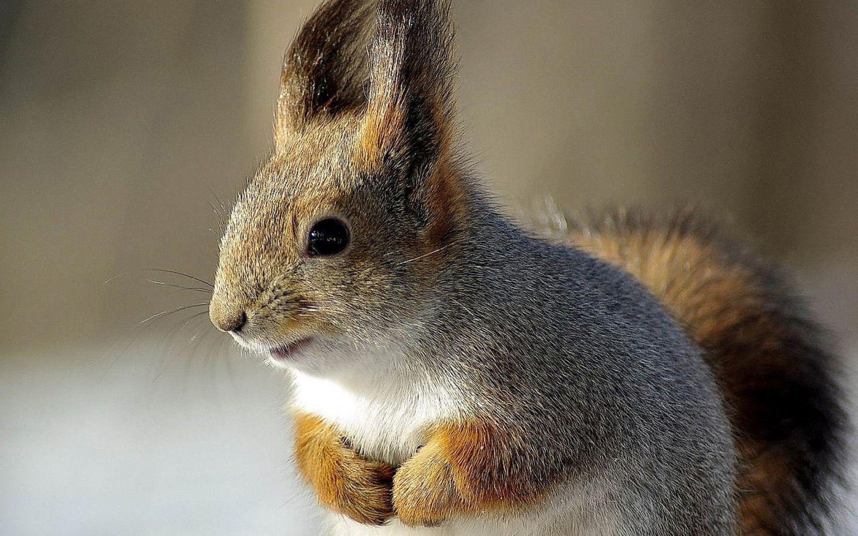 Squirrel wallpapers and image