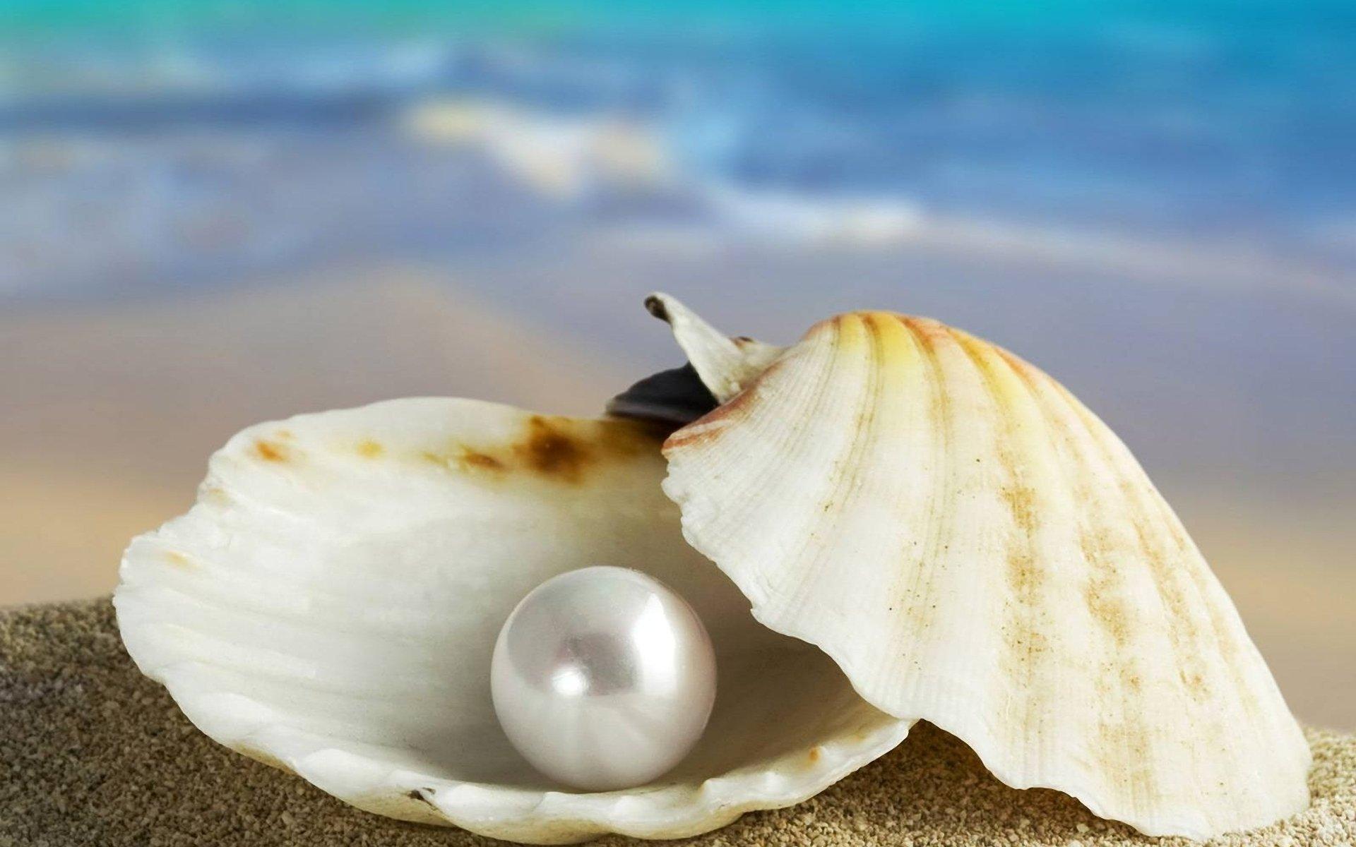 Shell HD Wallpapers