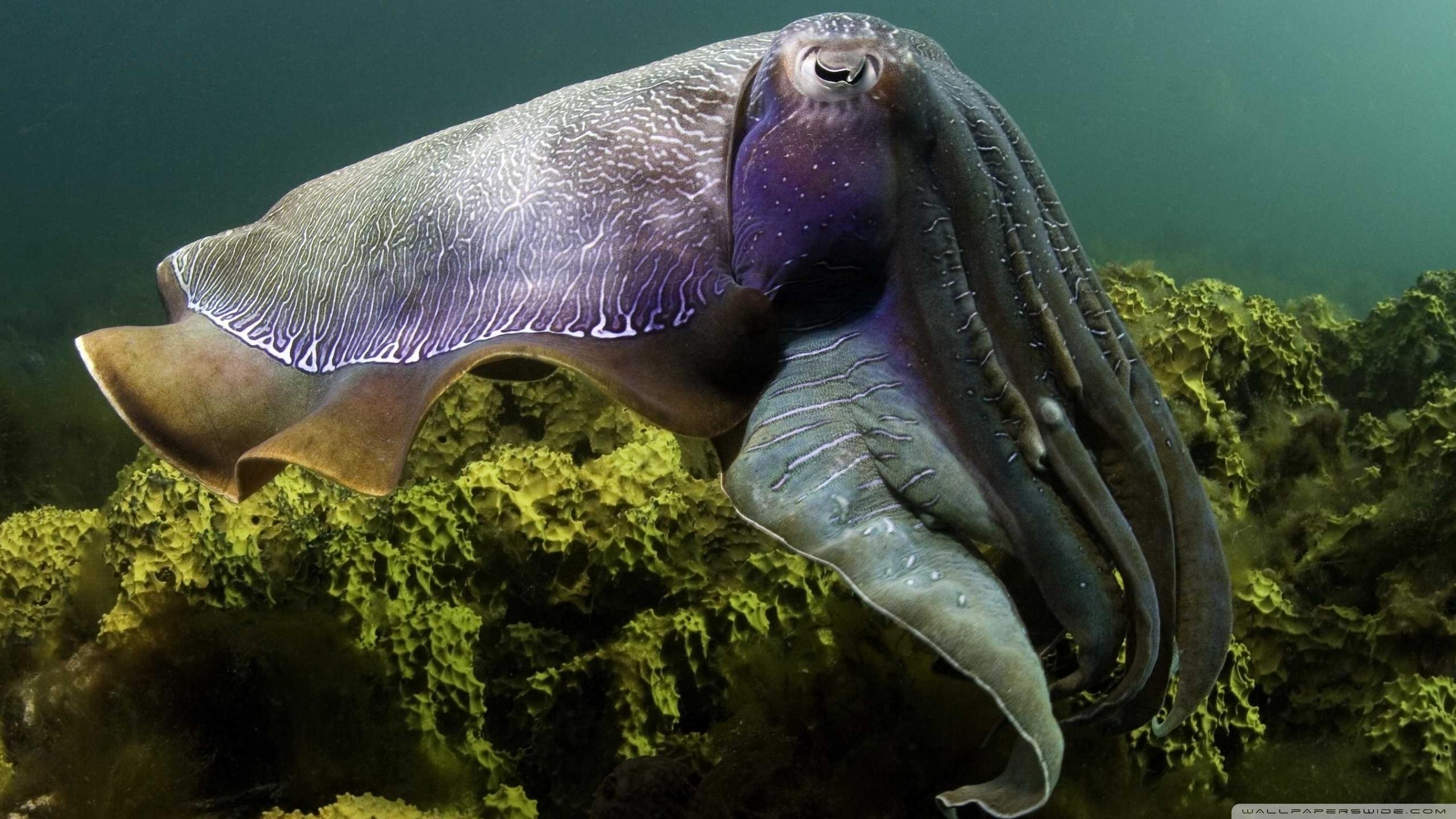 Best 58+ Cuttlefish Wallpapers on HipWallpapers