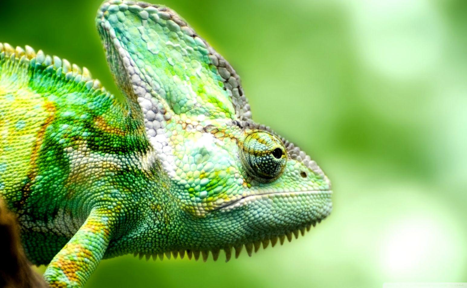 Lizard Chameleon Hd Wallpapers