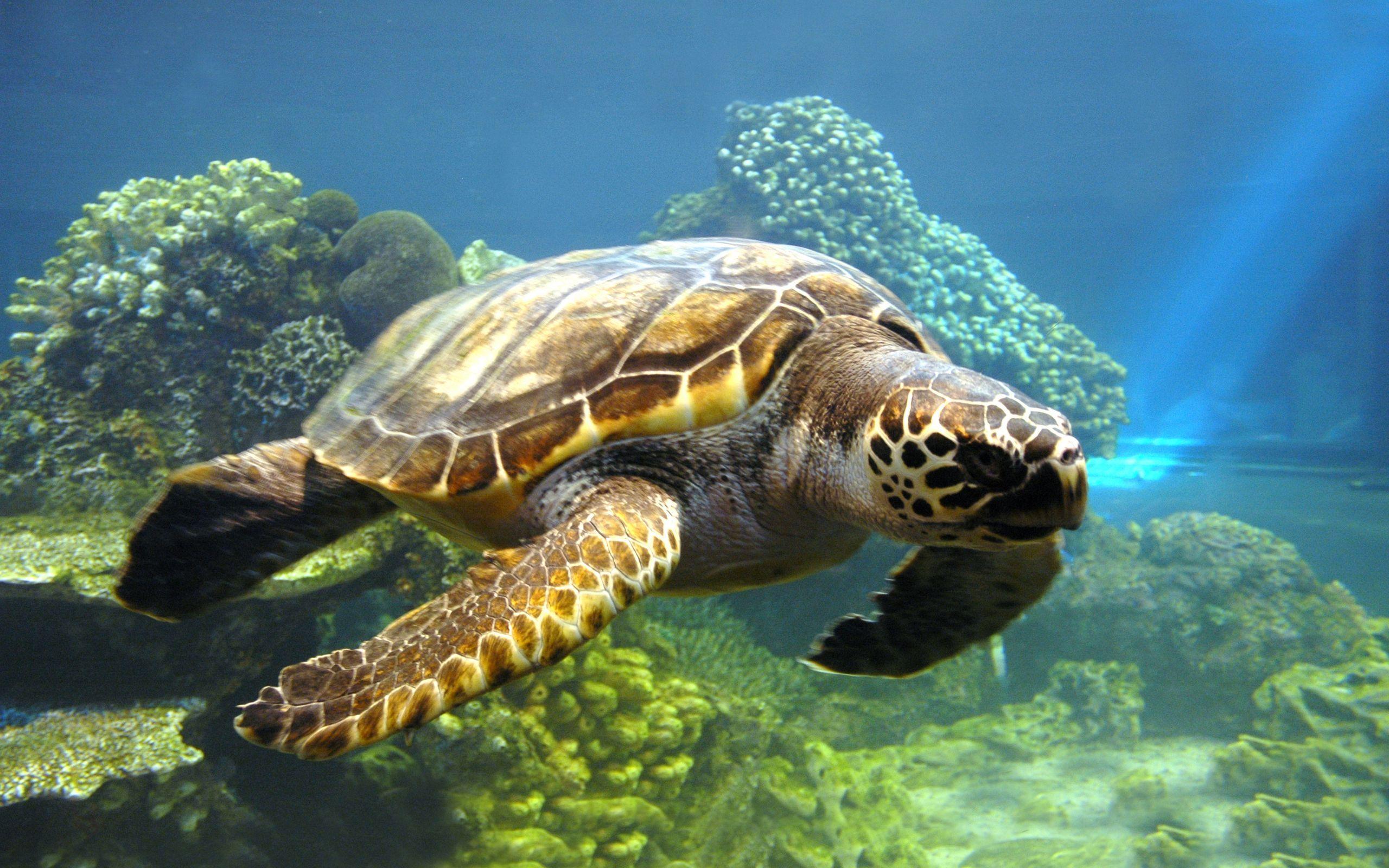 224 Turtle HD Wallpapers