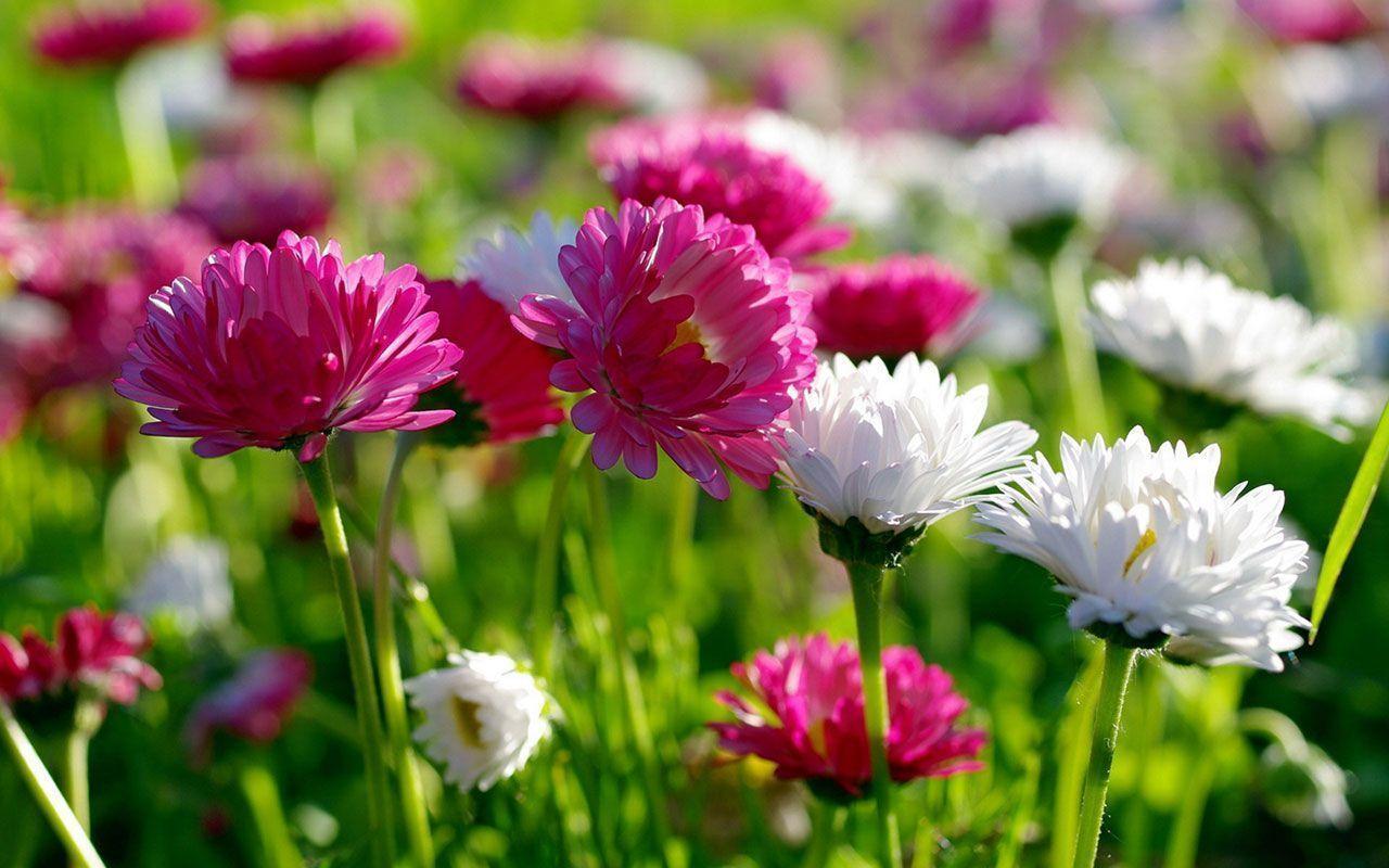 Flowers HD Wallpapers Download