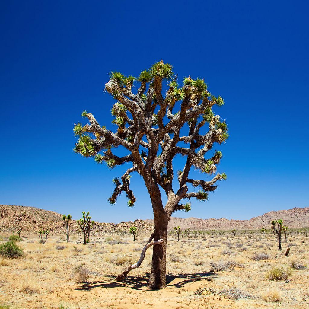 InterfaceLIFT Wallpaper: Joshua Tree