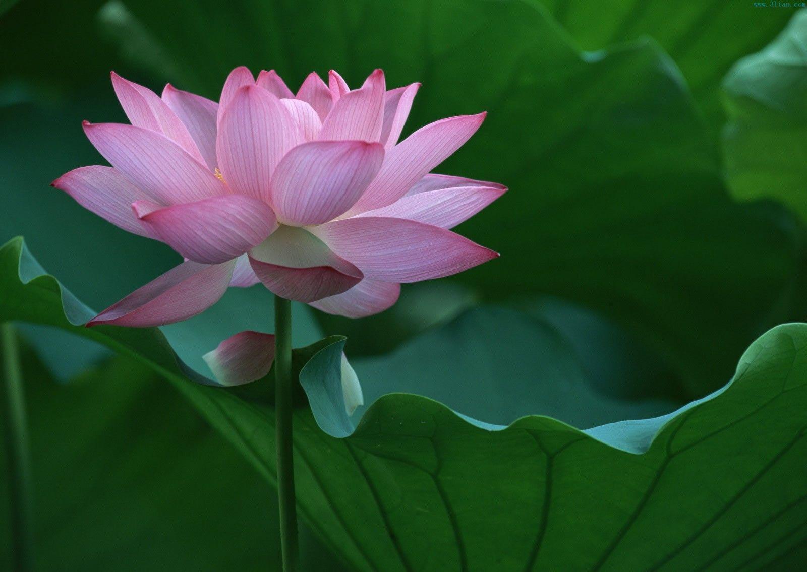 Lotus Flower Pink Desktop Wallpapers for Free