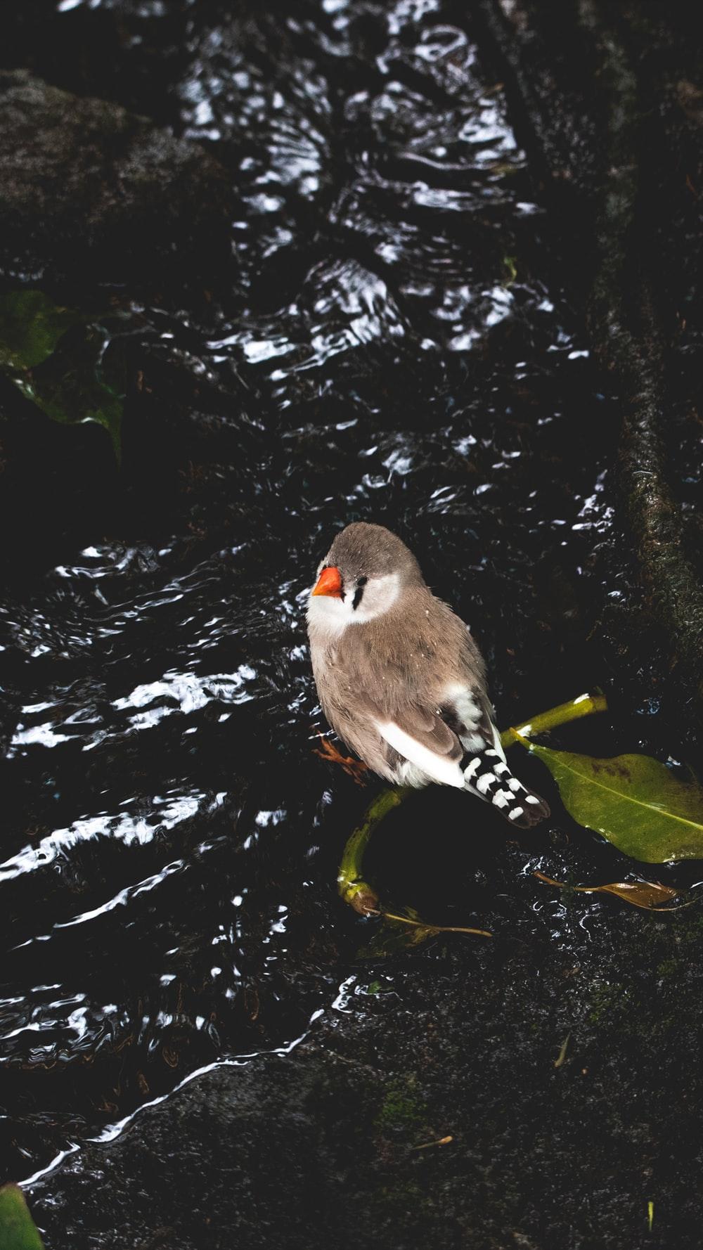 Zebra Finch Pictures