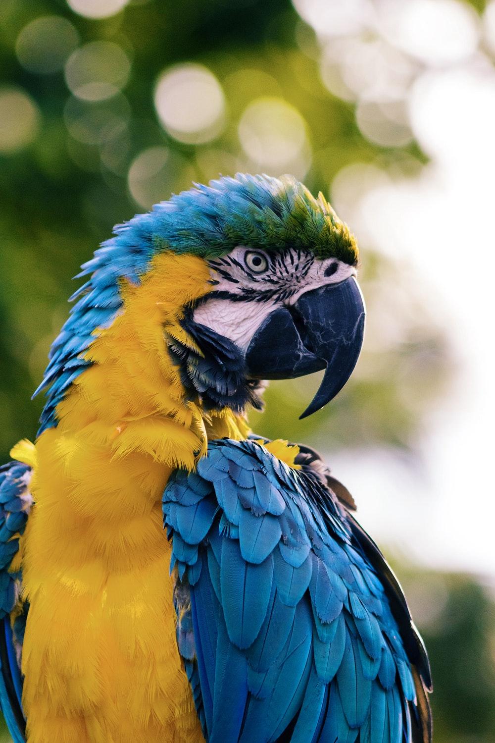 Macaw Pictures [HD]