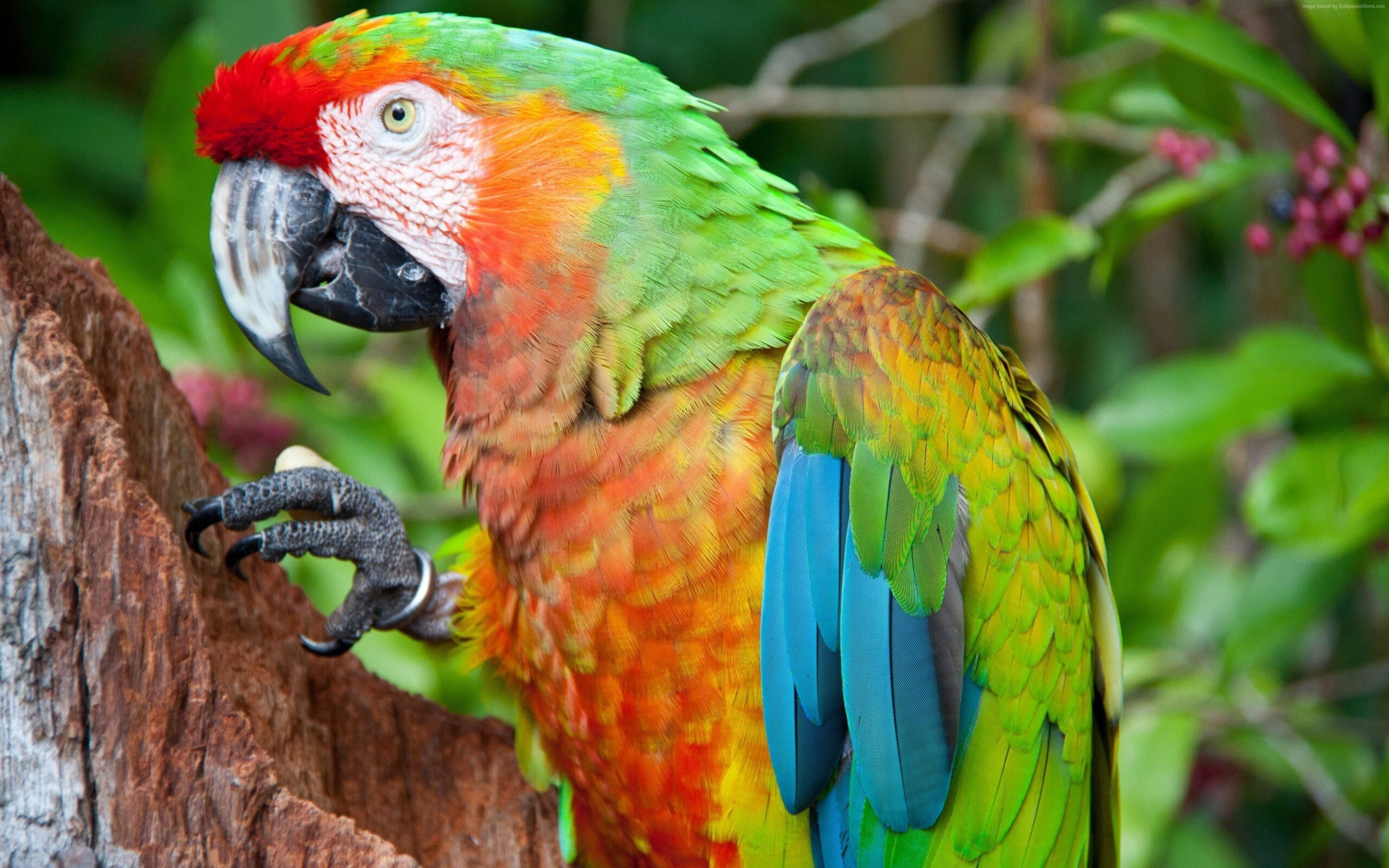 Green Red Macaw Wallpapers 4