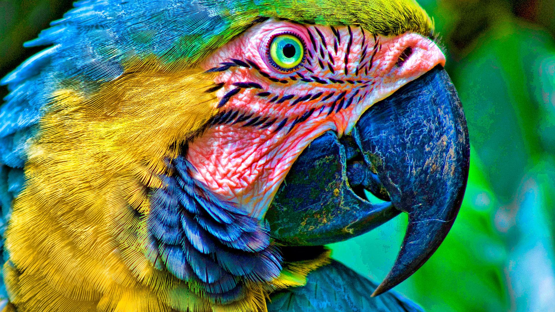 Macaw wallpapers Full HD