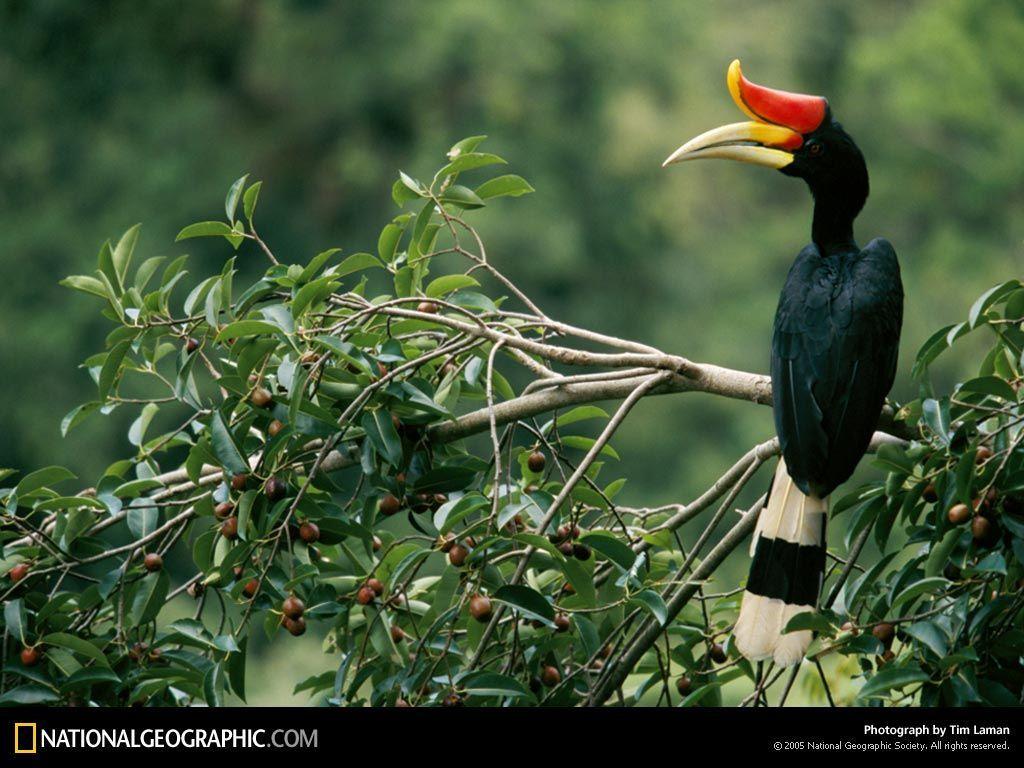 Rhinoceros hornbill