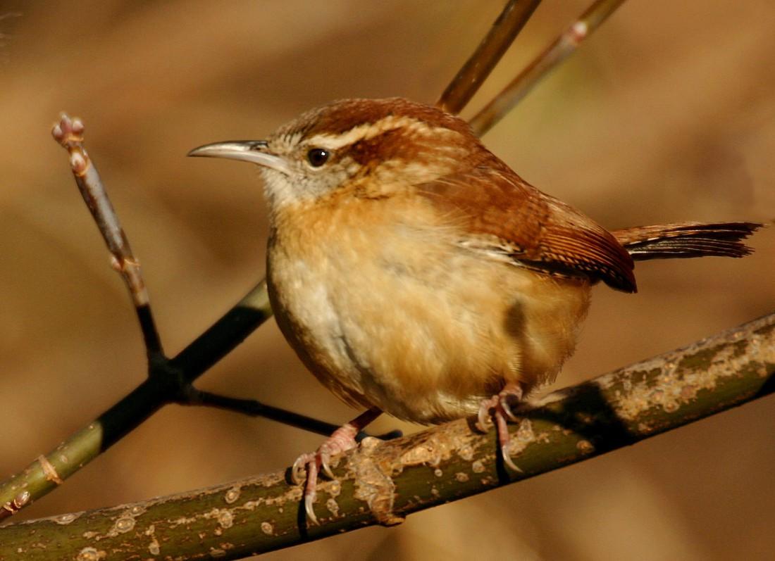 wren windows wallpapers