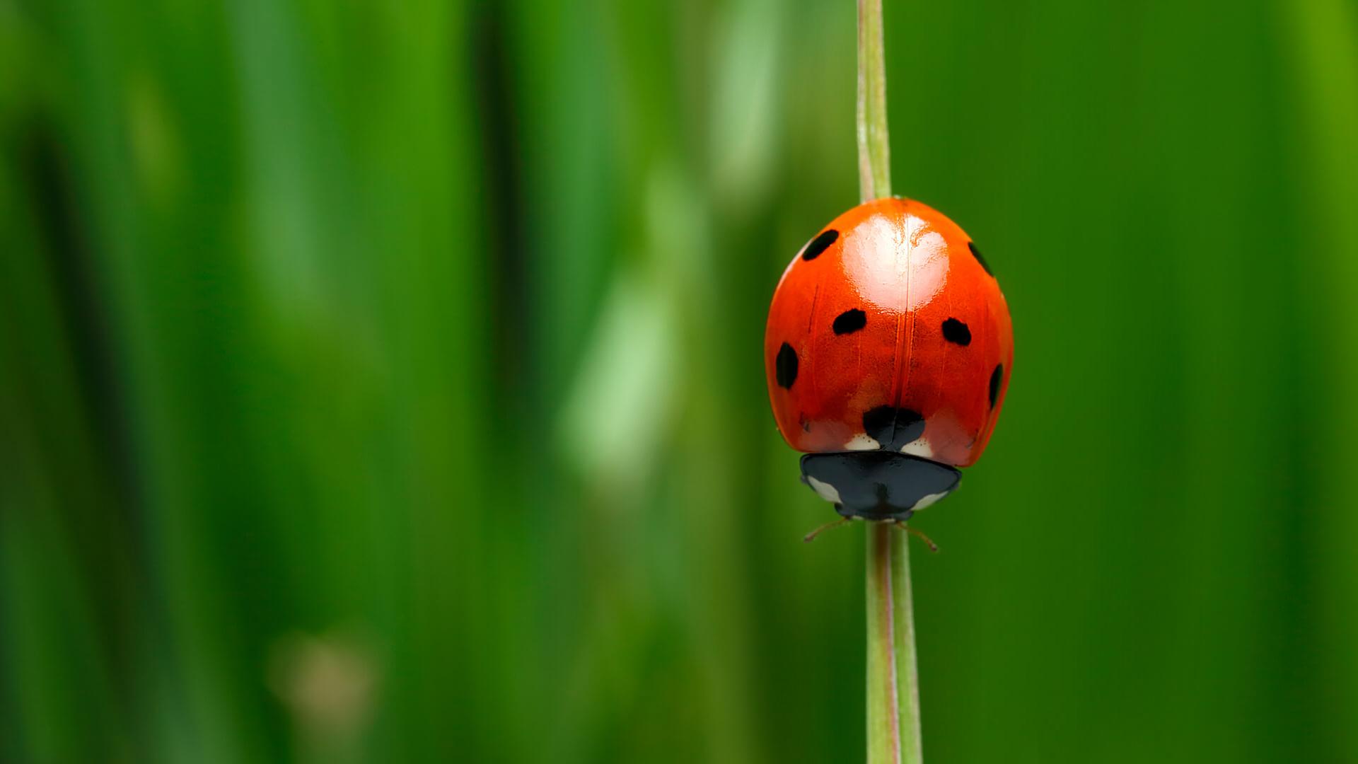 Ladybug