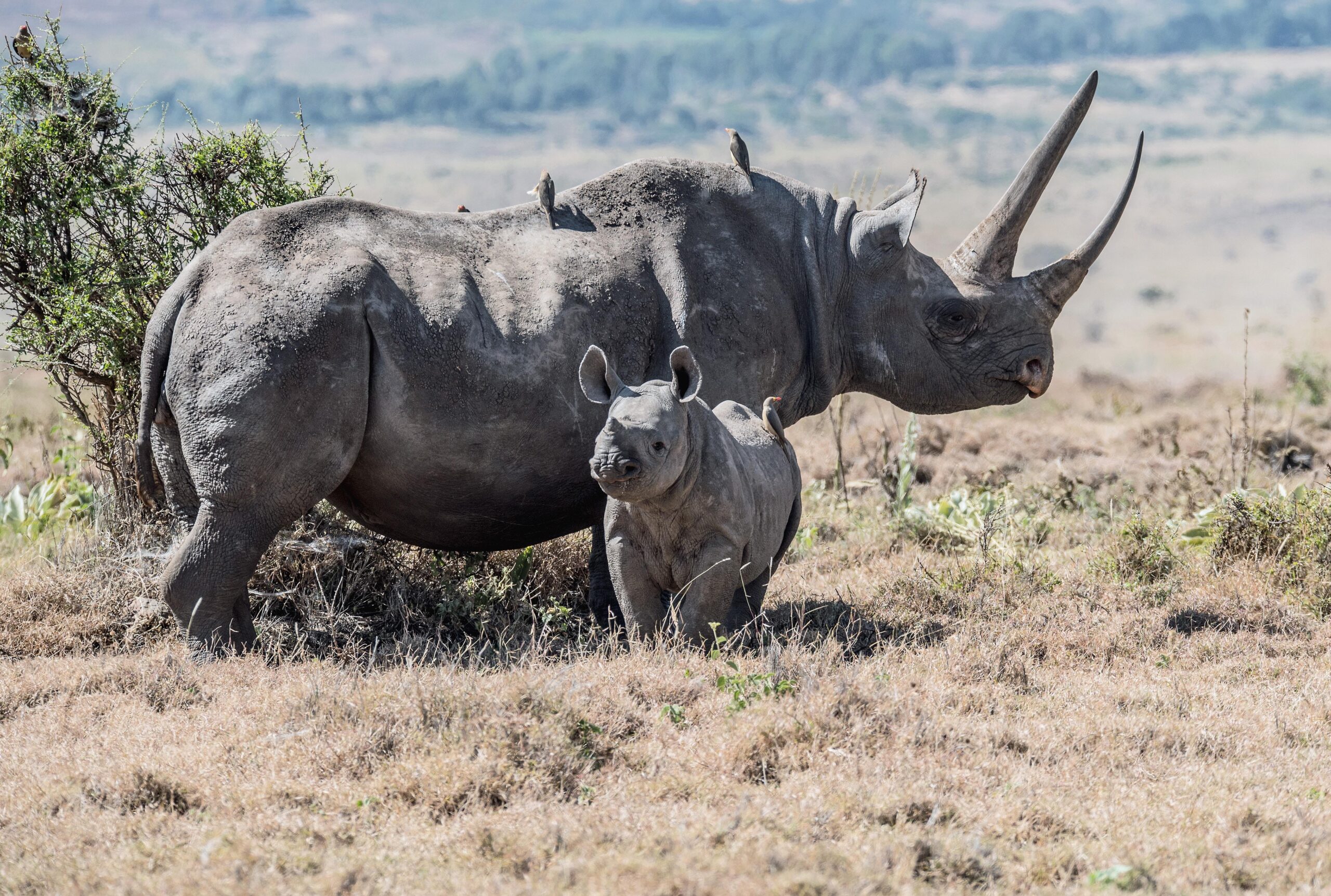 Black Rhino Pictures