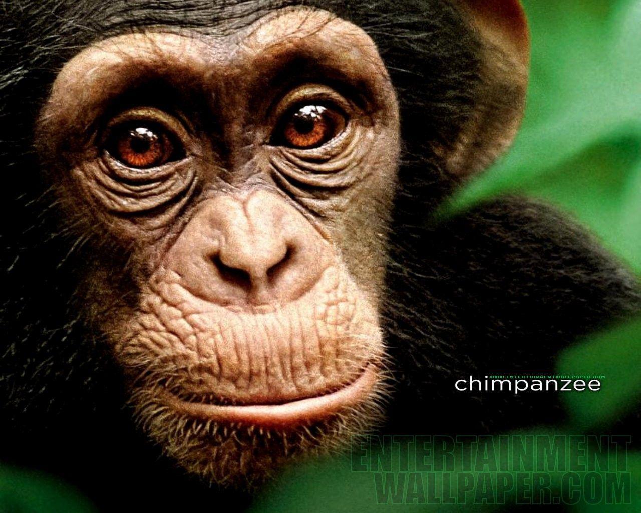 Chimpanzee Wallpapers 23