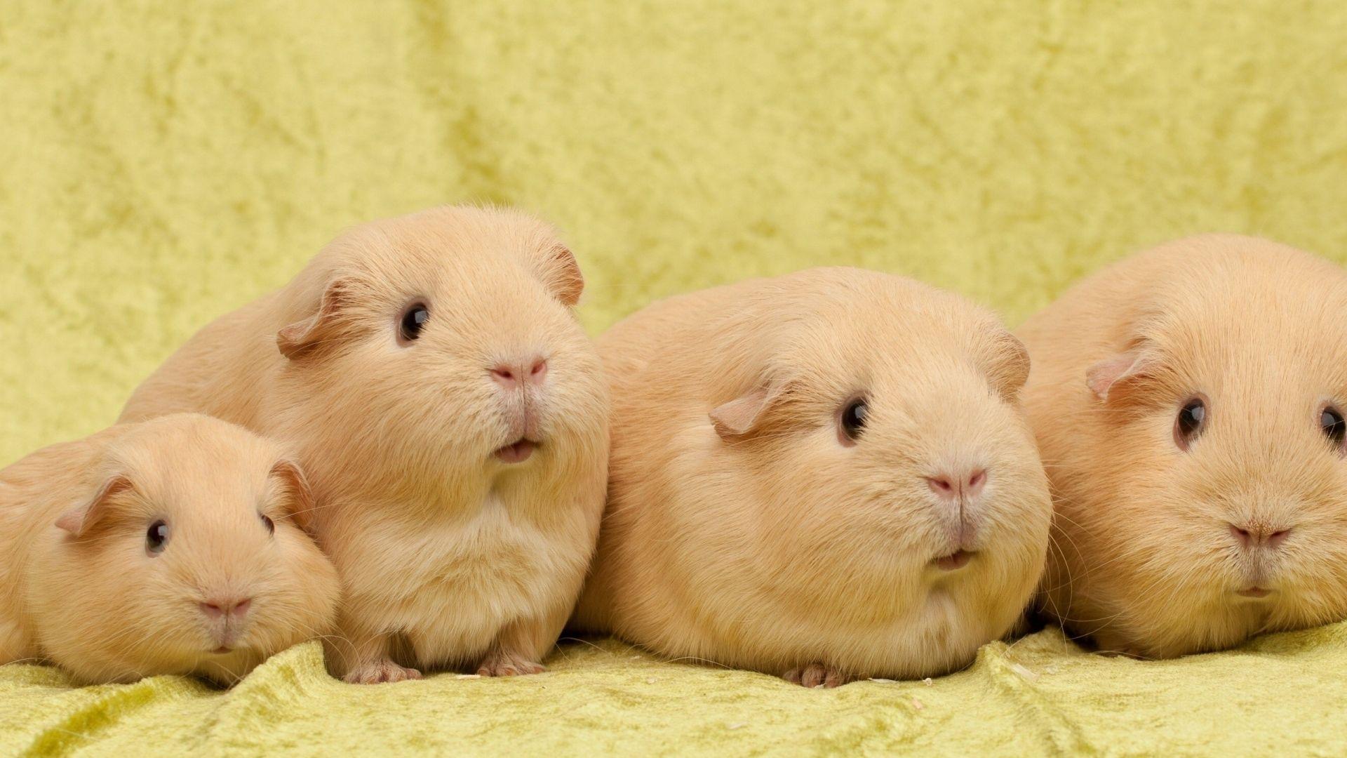 Full HD 1080p Guinea pigs Wallpapers HD, Desktop Backgrounds