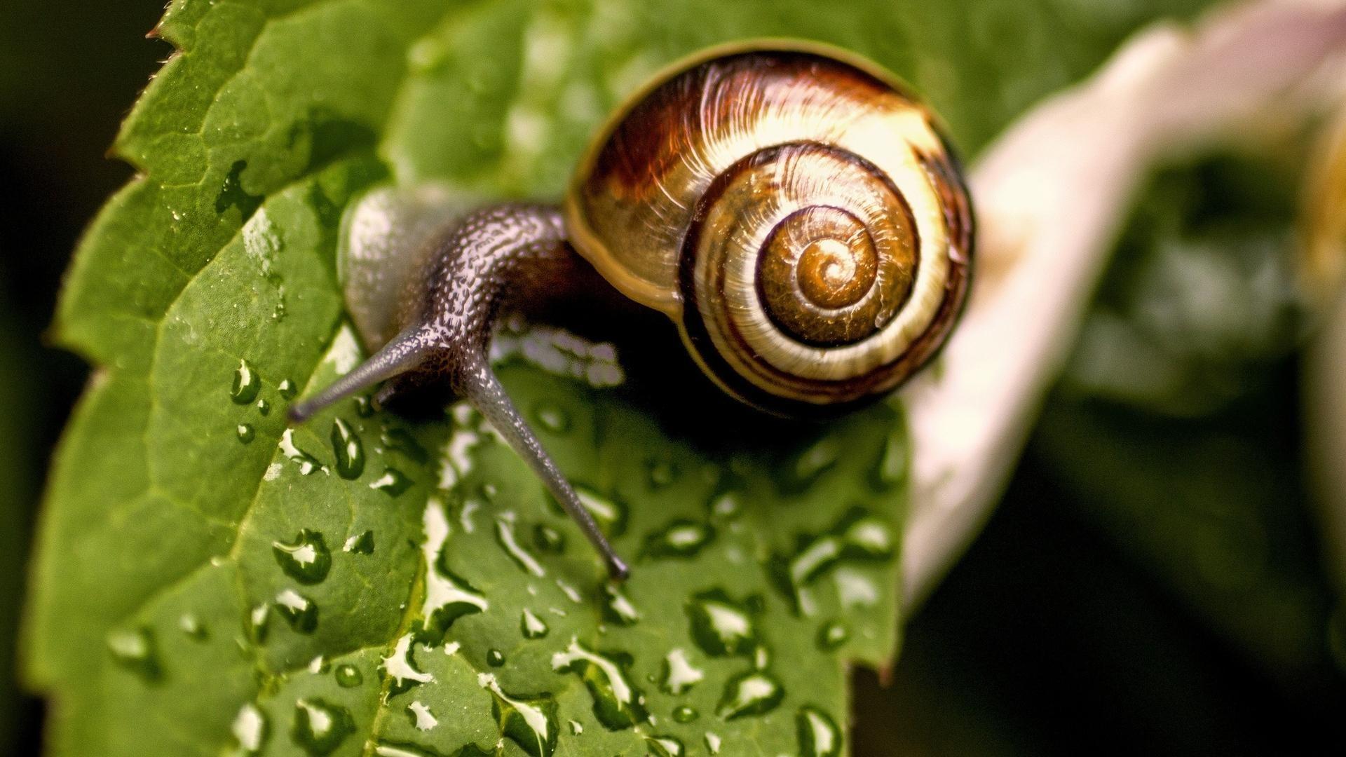 Snail Wallpapers 18