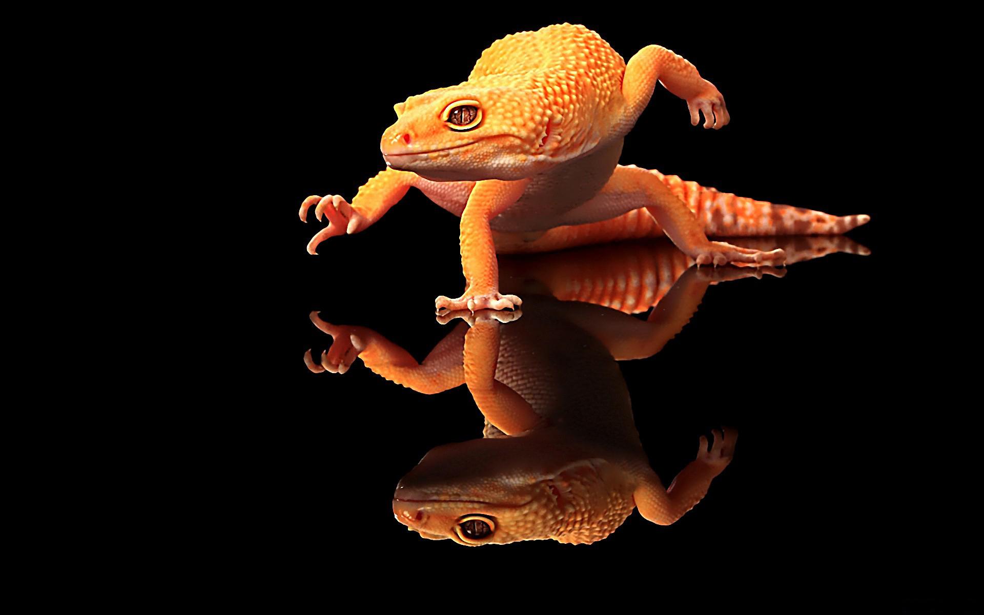 Gecko HD Wallpapers