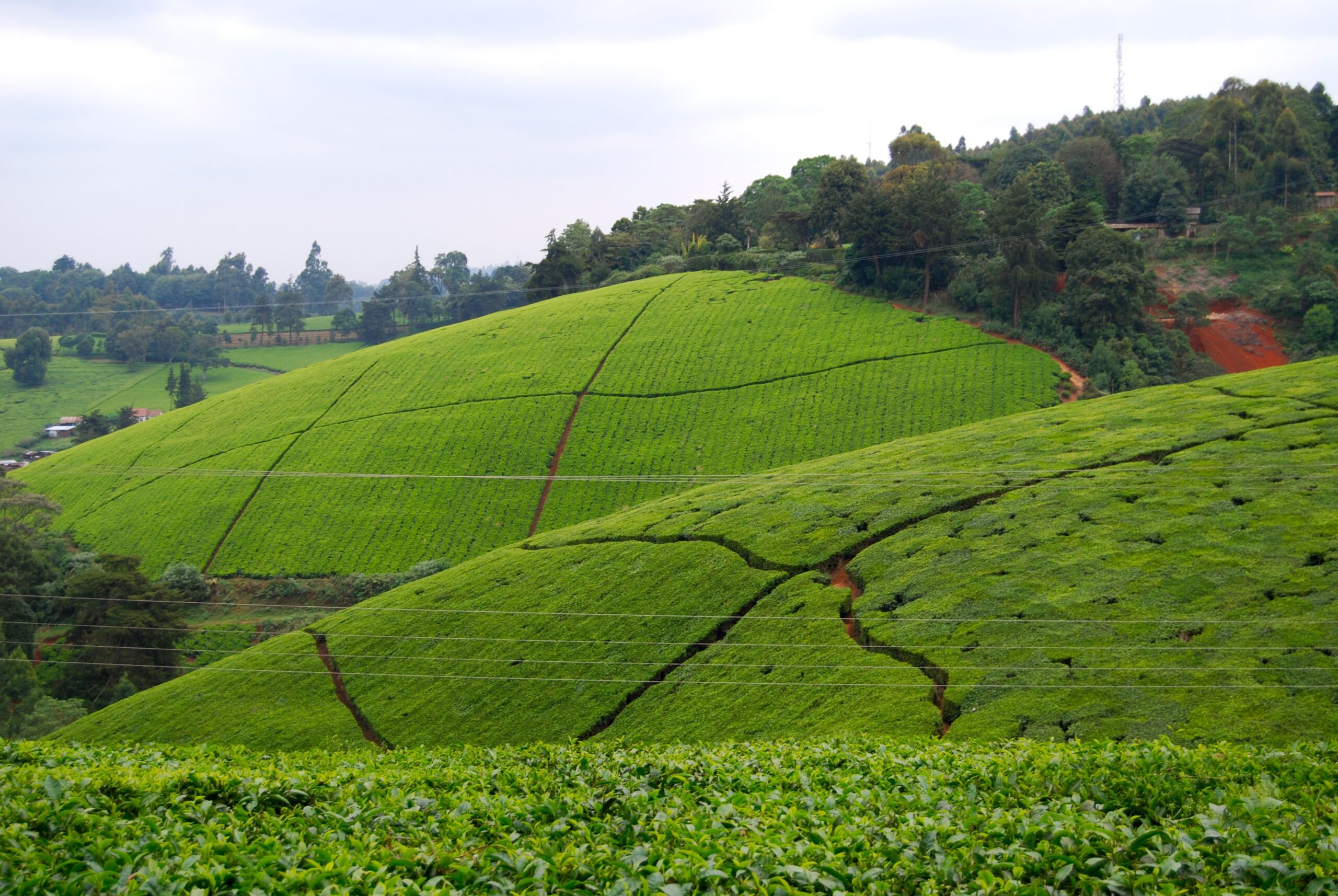 Tea plantation outside of Nairobi, Kenya. It’s even more breath