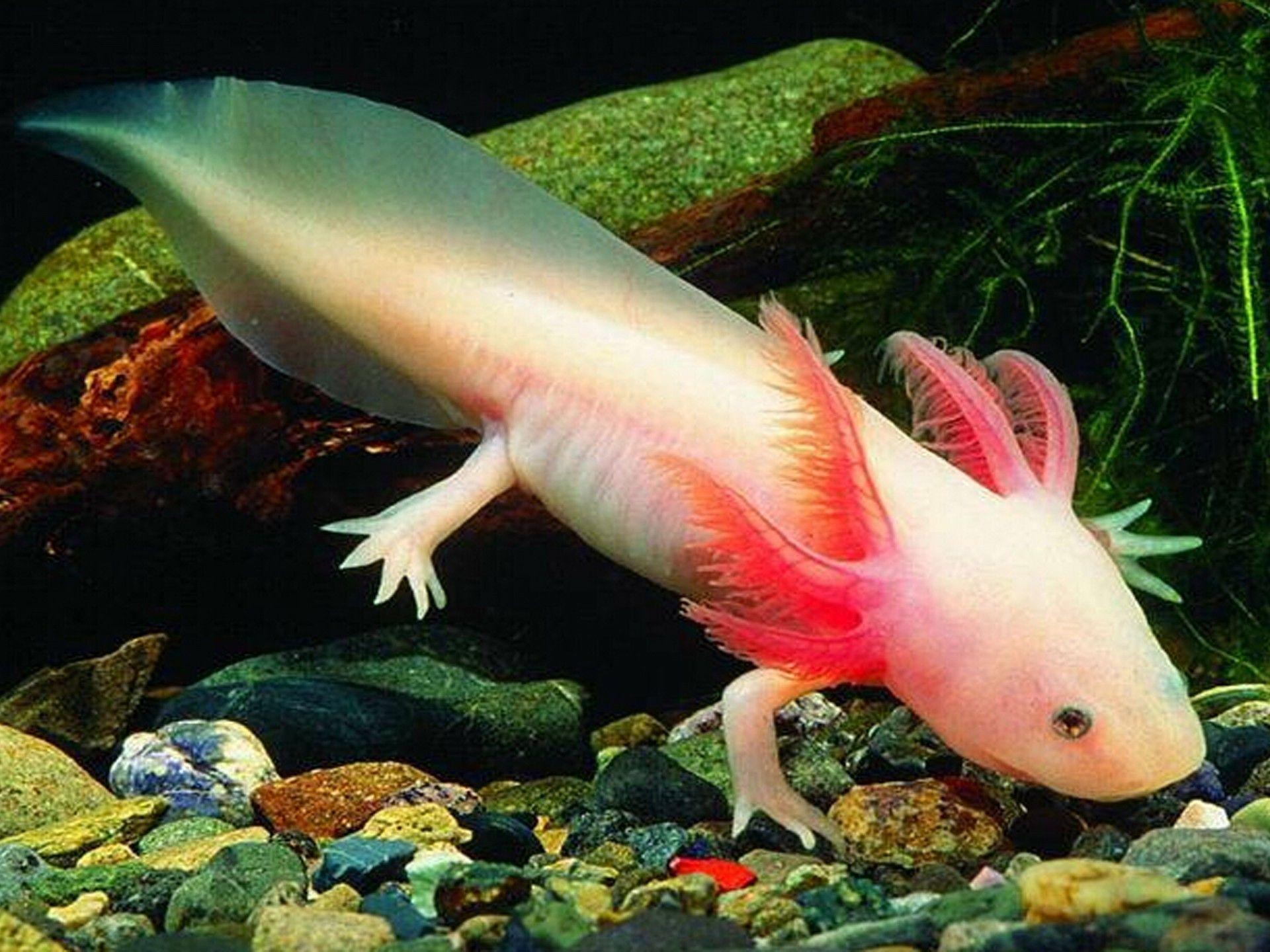 Axolotl Mexican Walking Fish : Wallpapers13