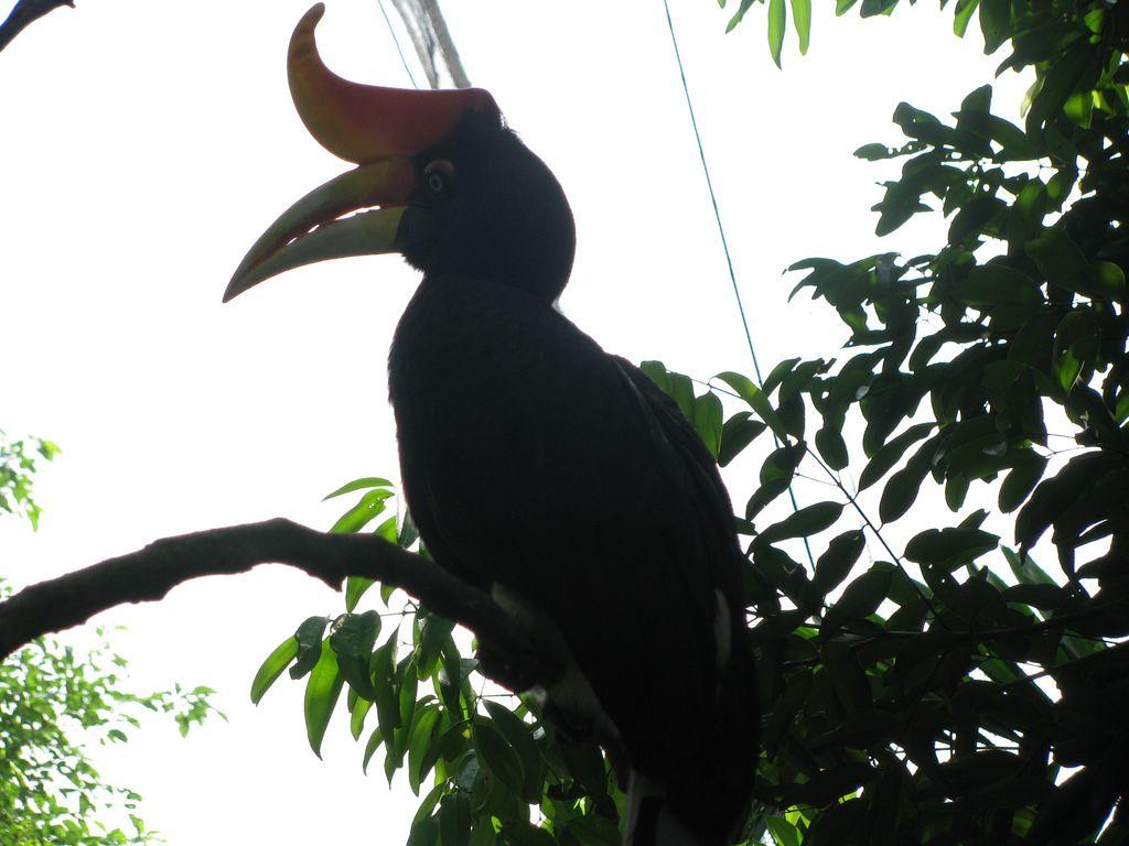 Rhinoceros hornbill