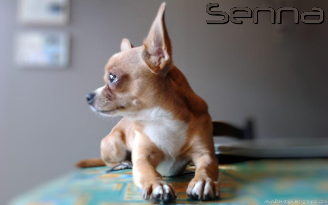 Dogs Senna Dogs Pets Chihuahua Wallpapers Pictures Free ~ Dogs For