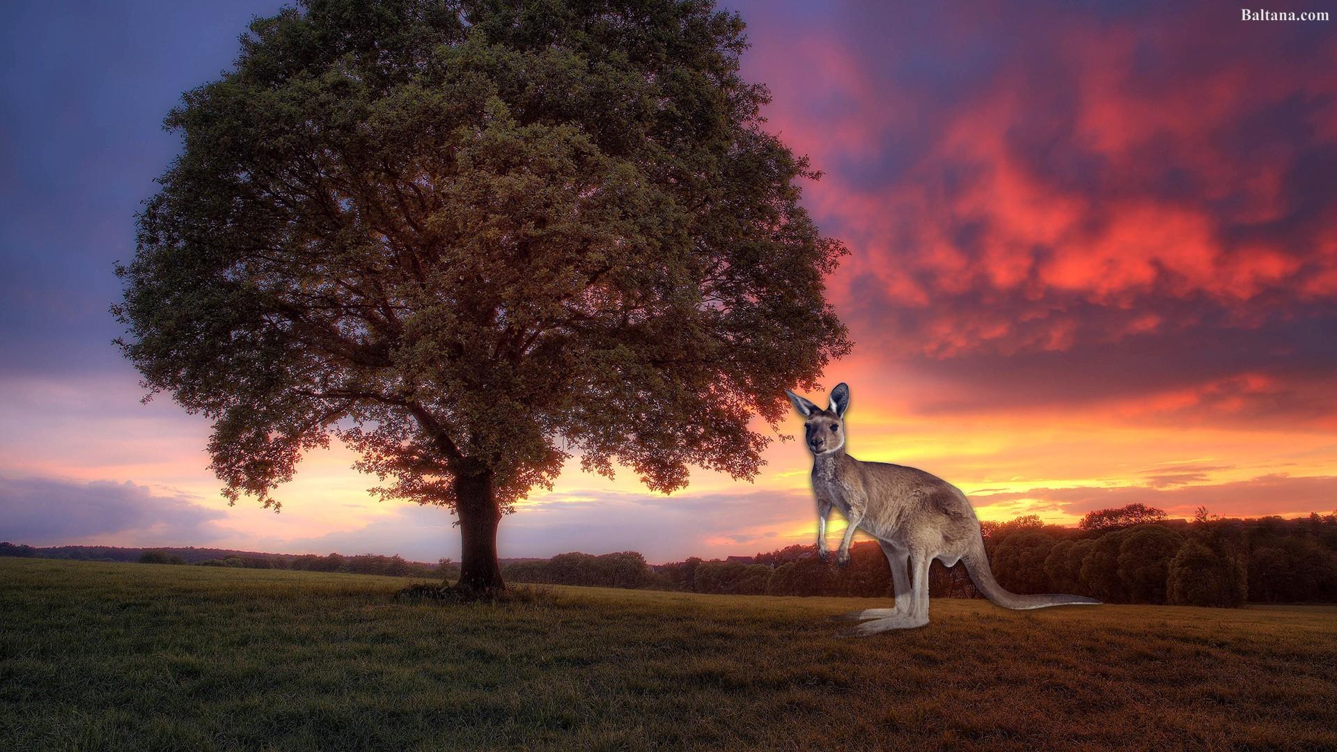 Kangaroo Wallpapers HD Backgrounds, Image, Pics, Photos Free