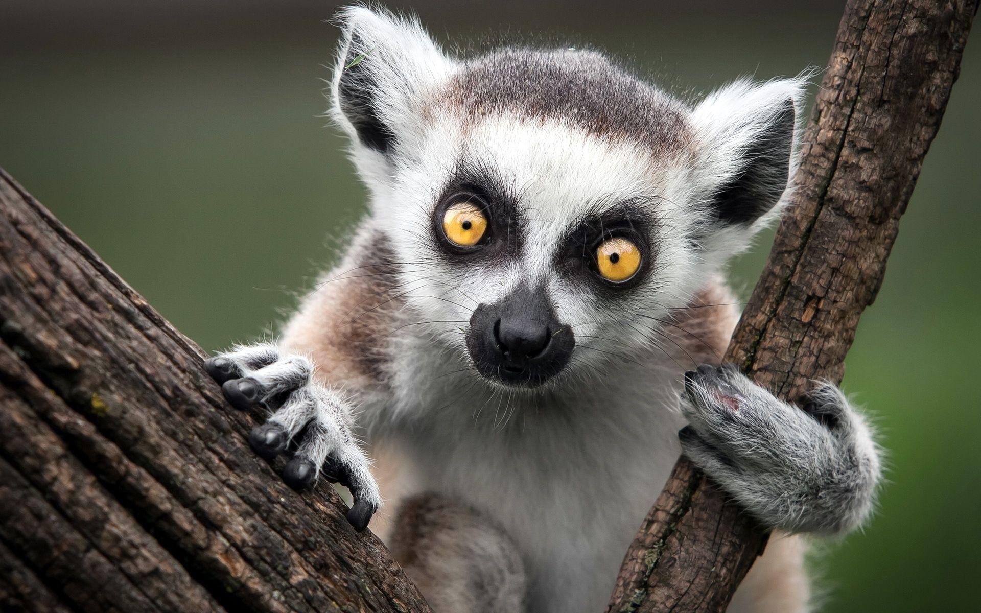 lemur