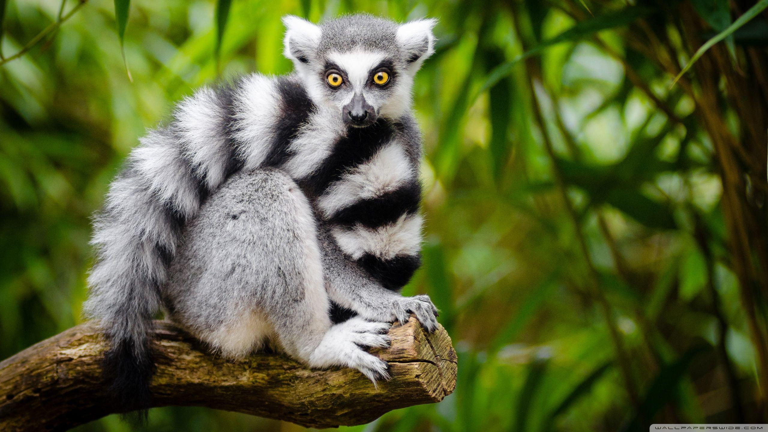 Ring Tailed Lemur ❤ 4K HD Desktop Wallpapers for 4K Ultra HD TV