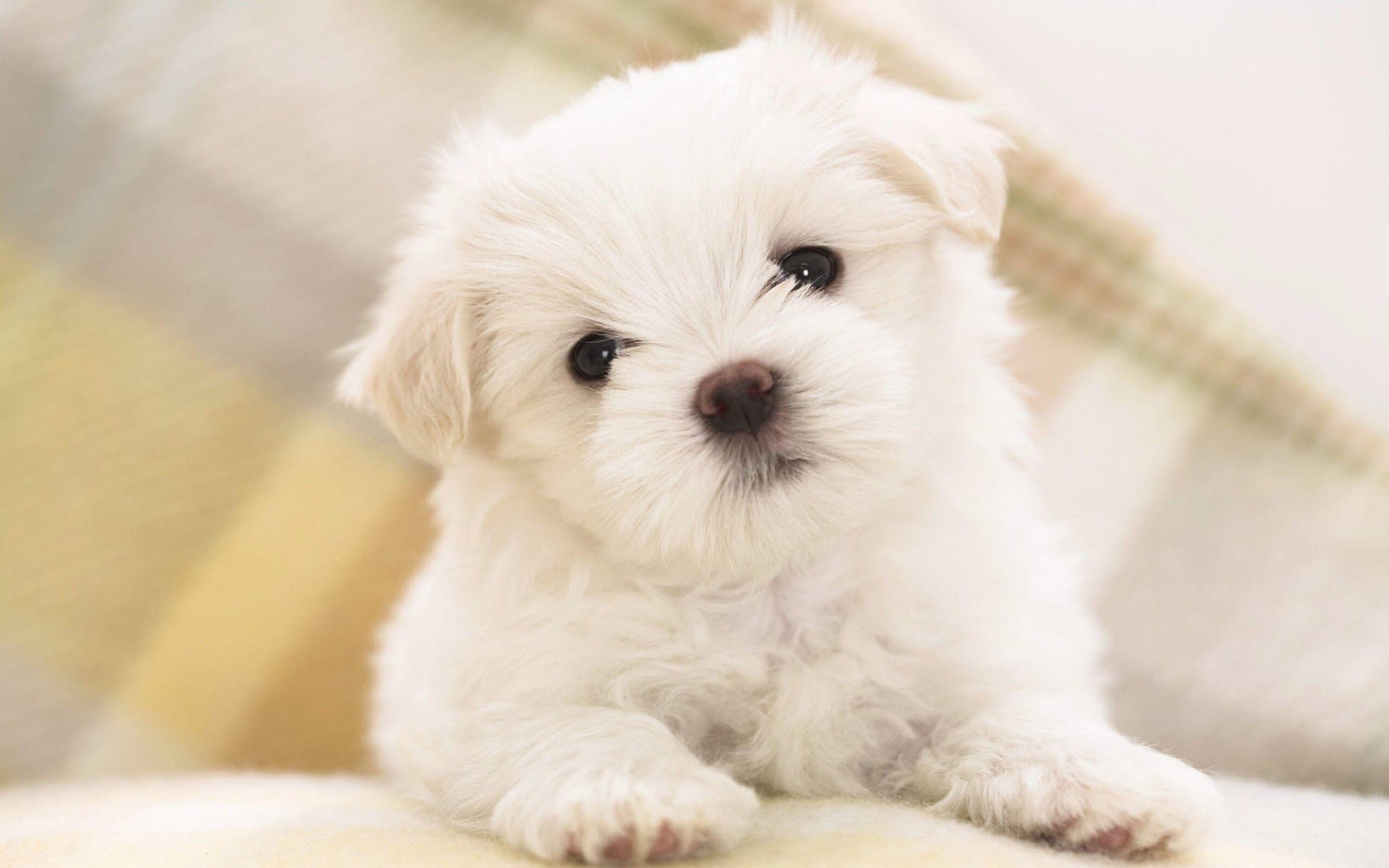 puppies wallpapers