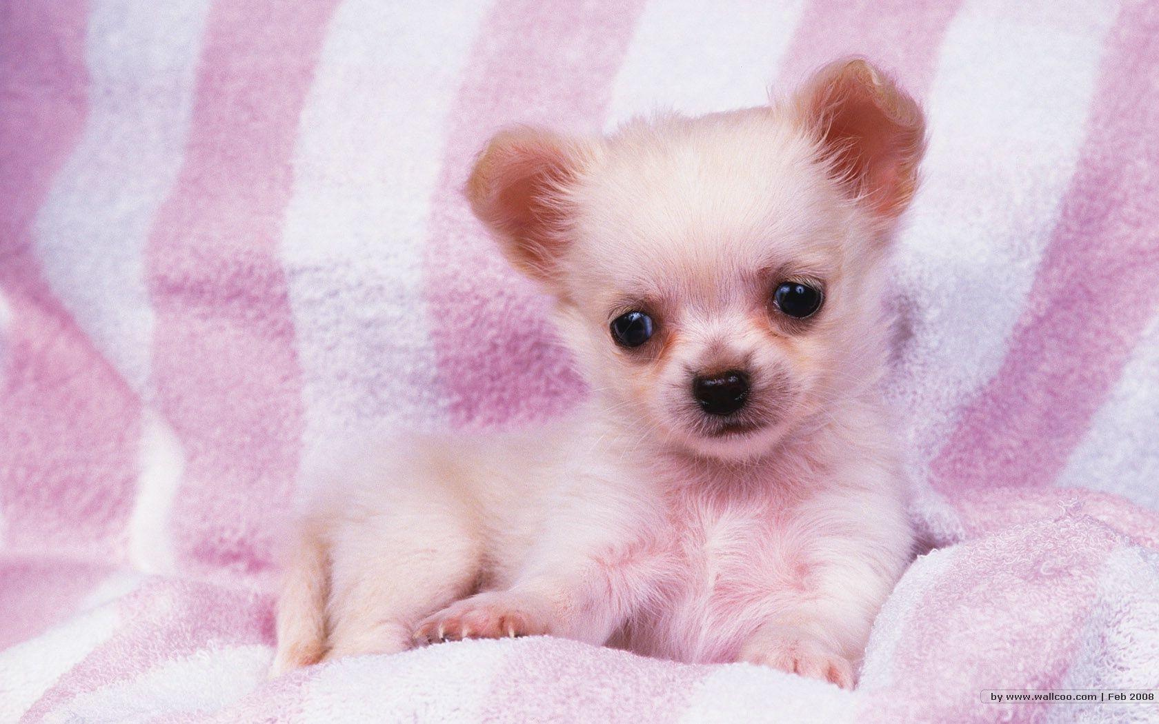 41 units of Puppy Wallpapers