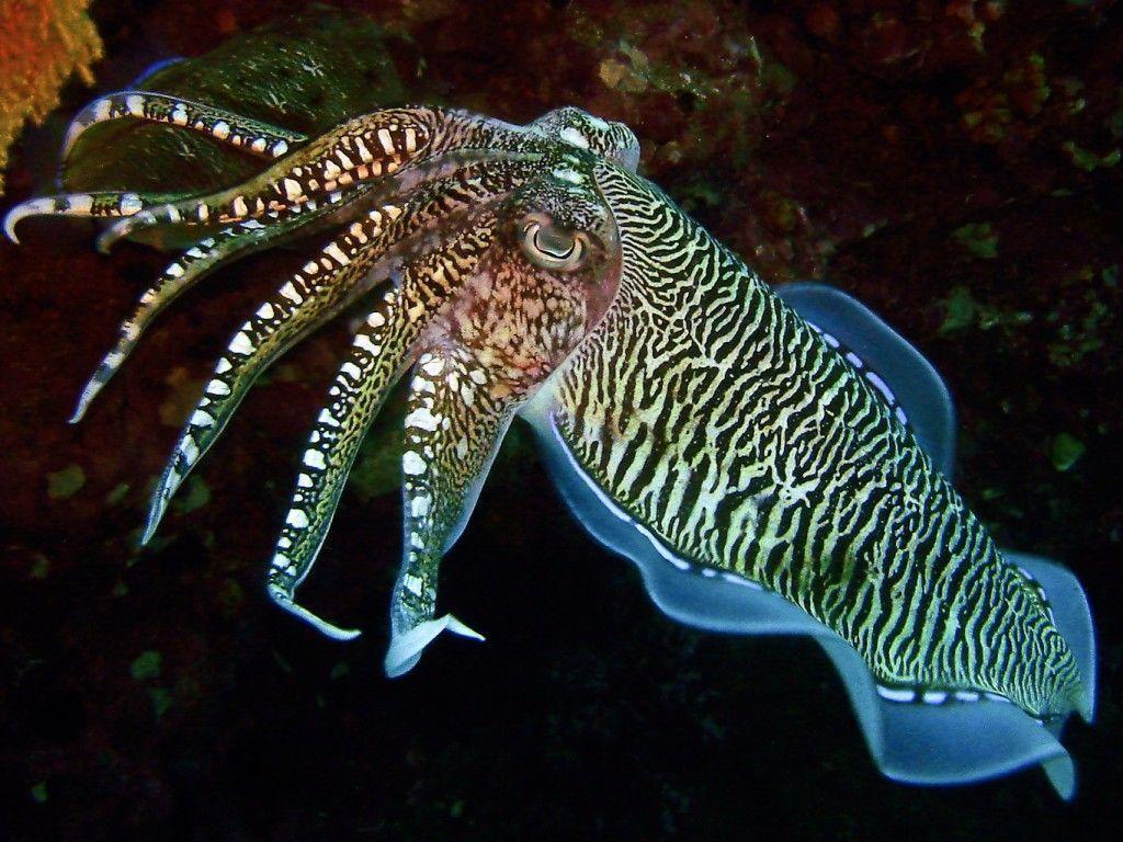 Cuttlefish HD Wallpapers