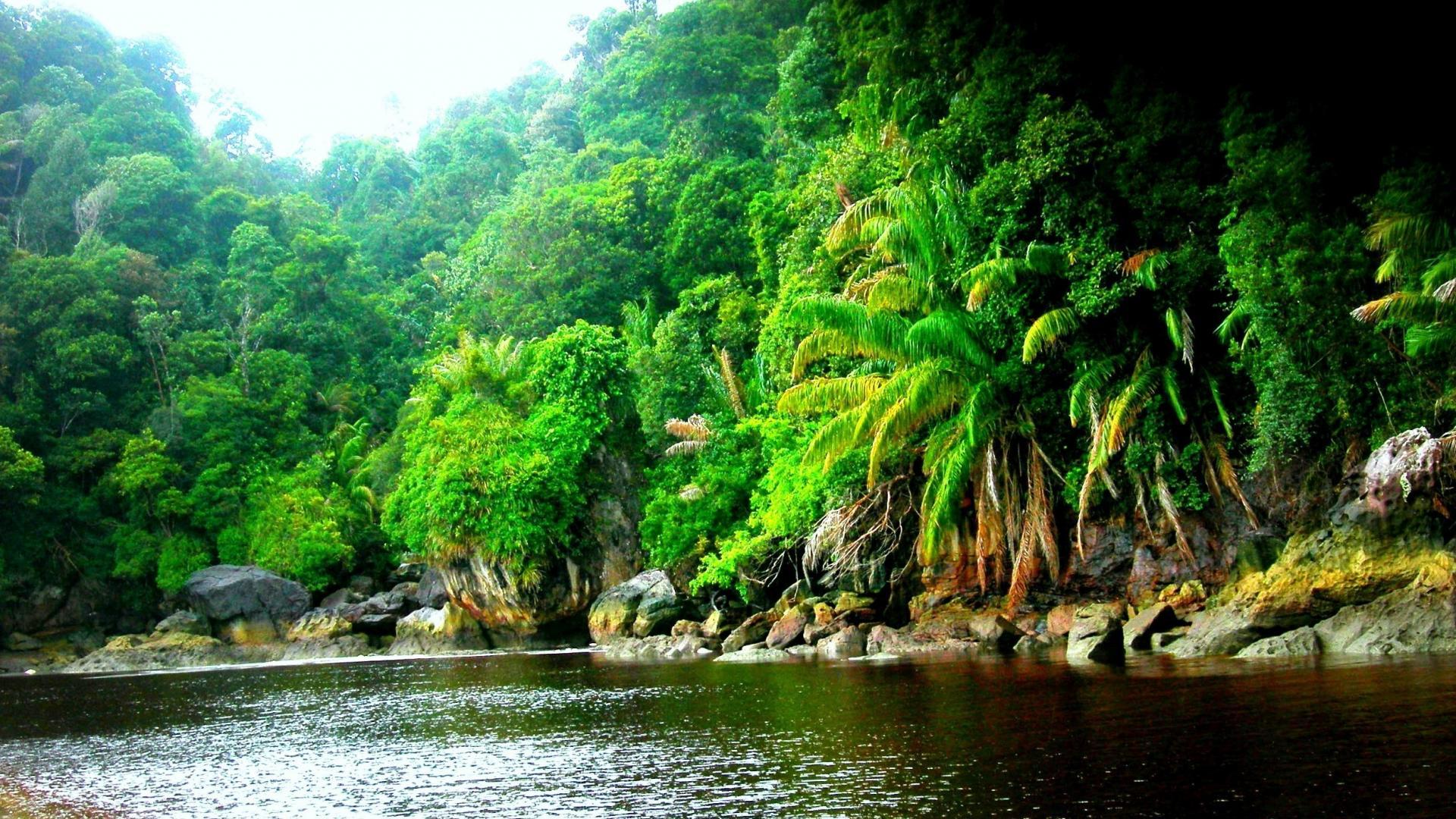 Amazon Rainforest Jungle Black River Wallpapers Hd Resolution