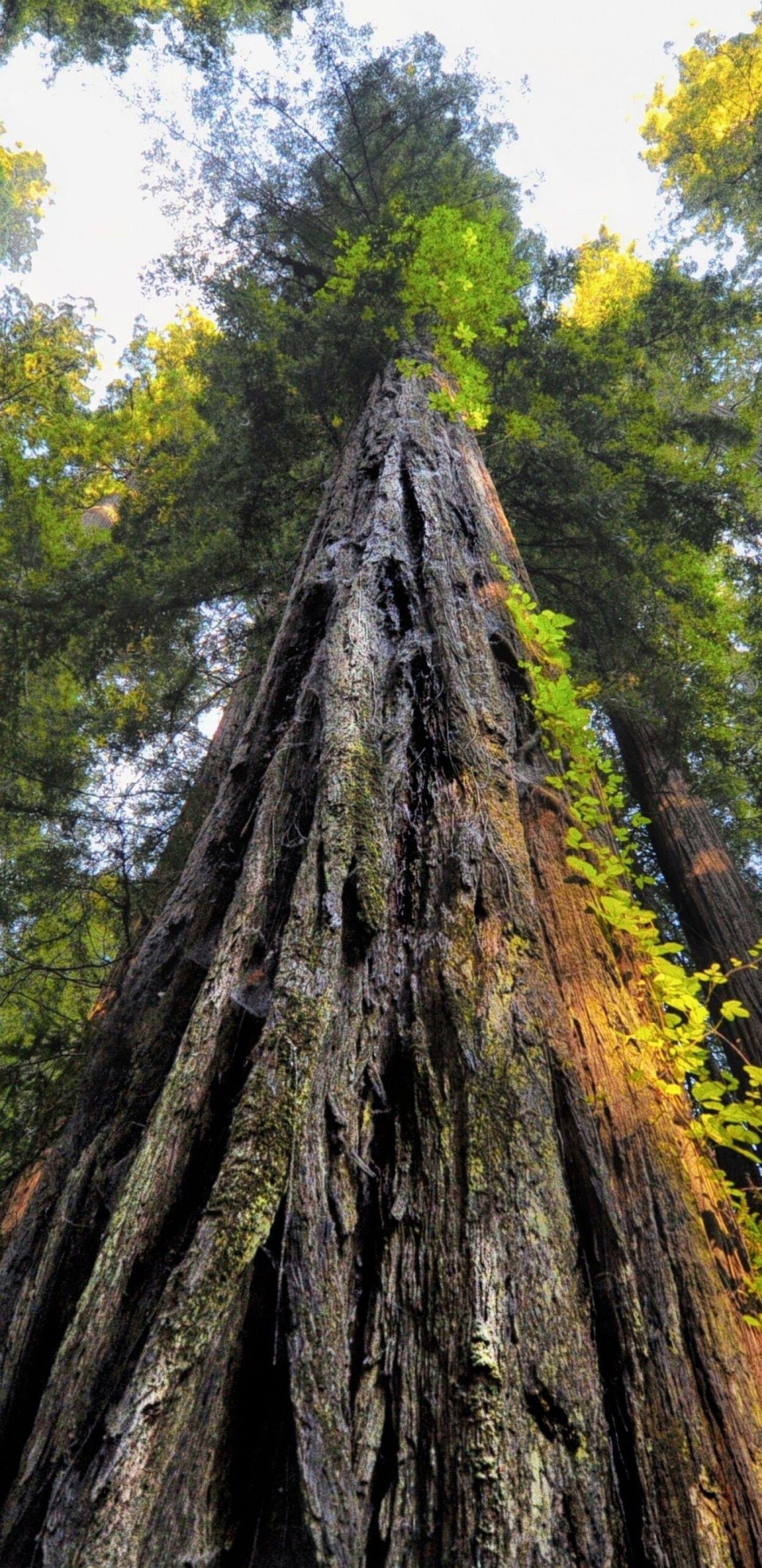 Download Forest, Old Trees, Worm View, Sequoia National