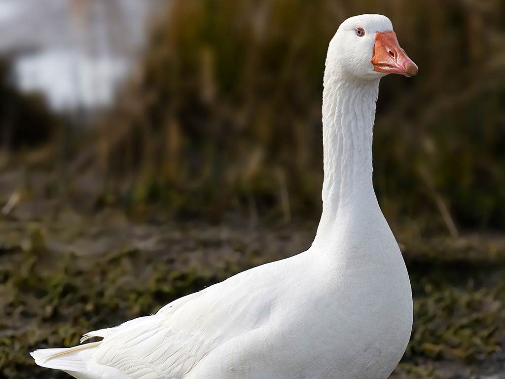 Goose HD Wallpapers