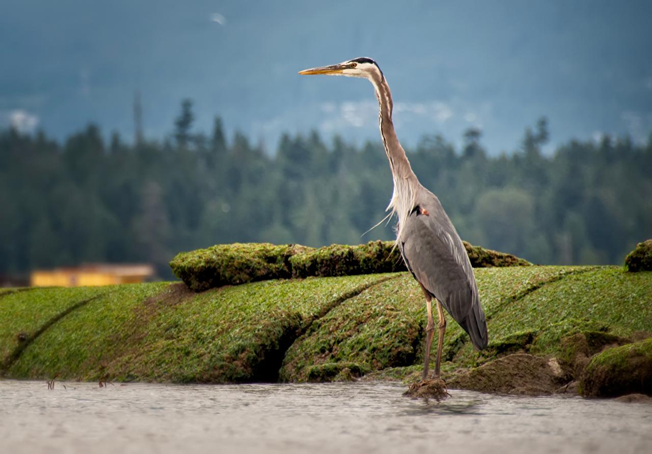 Wallpapers bird herons Animals