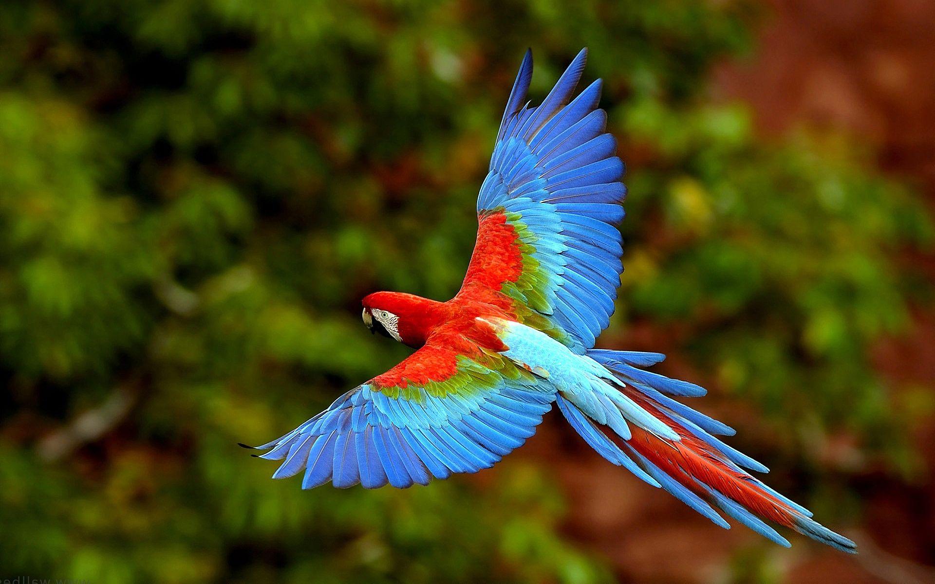 Flying Macaw