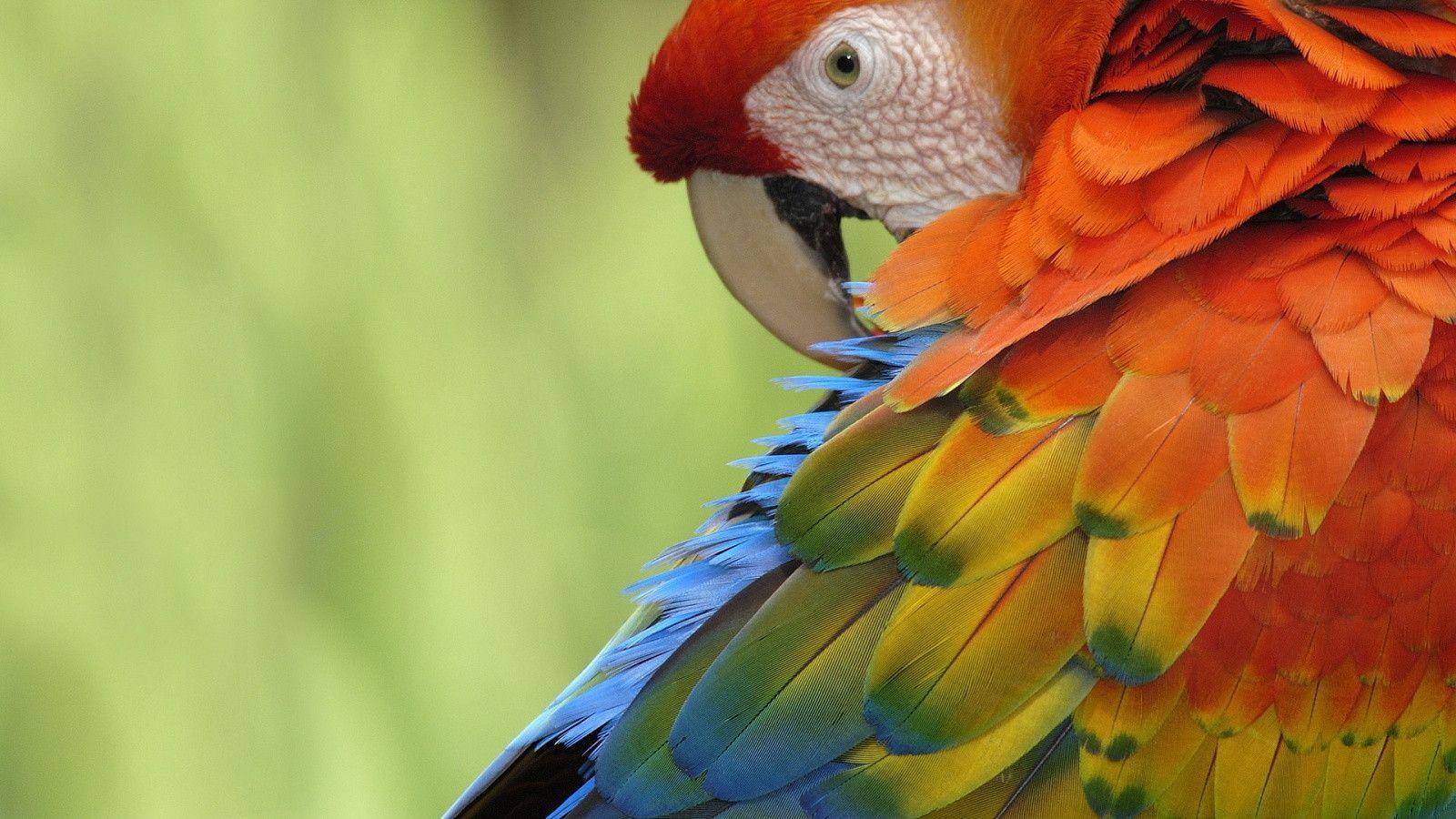 Image For > Parrot Wallpapers