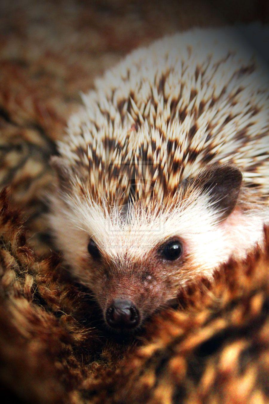 African Pygmy Hedgehog