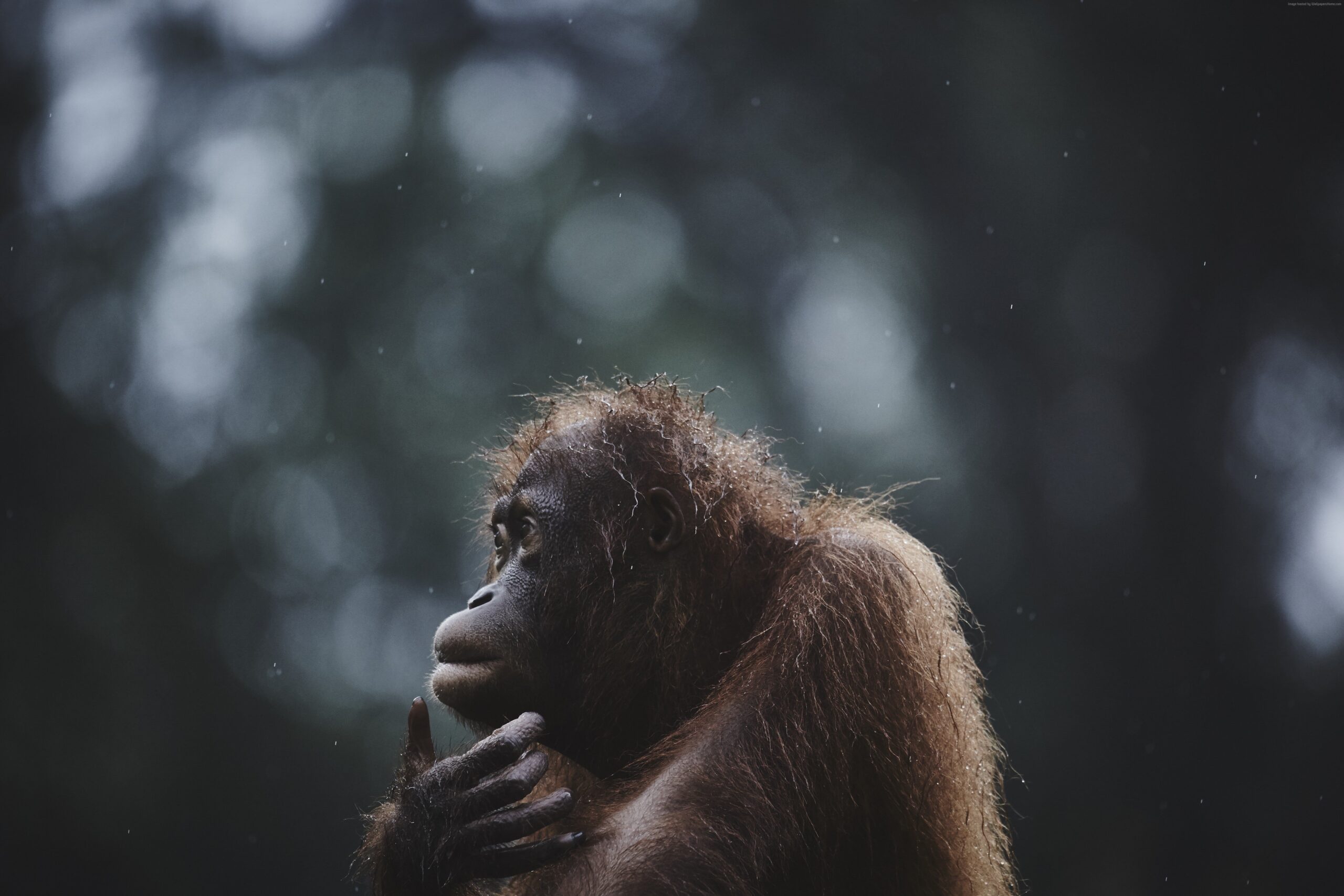 5k Wallpapers Orangutan Borneo Malaysia Wildlife National Geographic