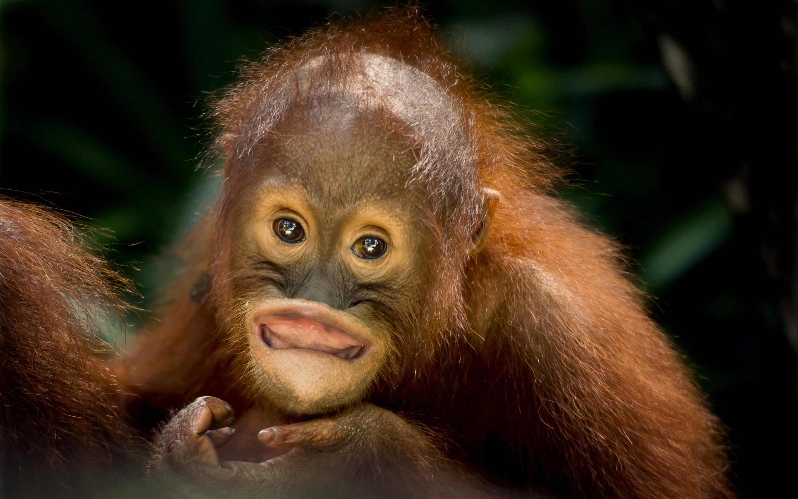 66+ Baby Orangutan Wallpapers