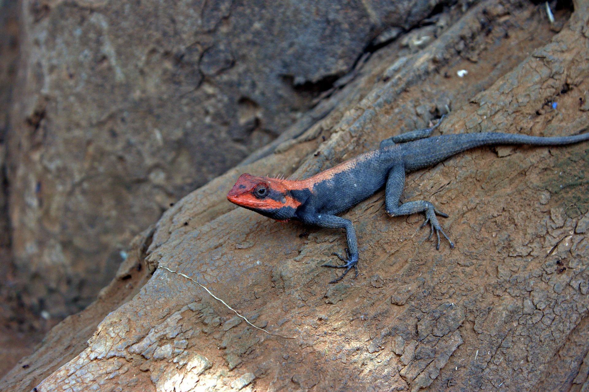 Agama lizard Wallpapers HD for Android