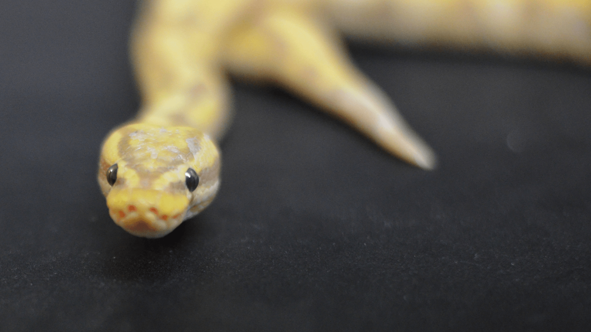 Banana Enchi Ball Python morph