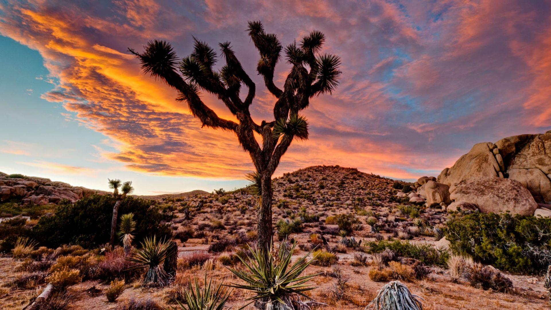 Joshua Tree National Park HD Wallpapers