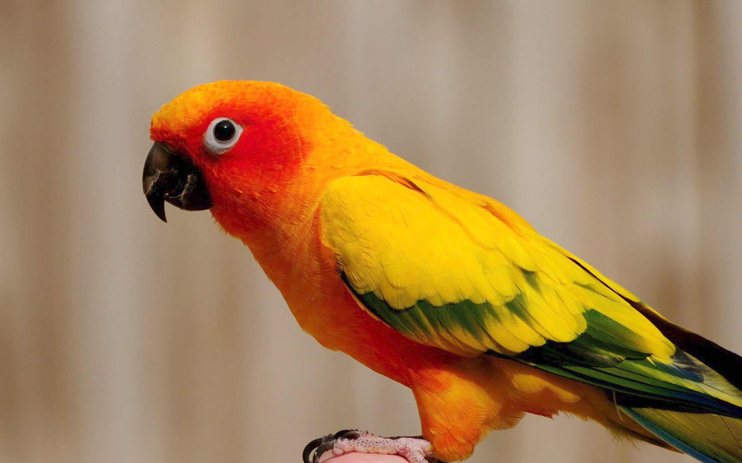 Yellow Parrot Wallpapers Hd : Wallpapers13