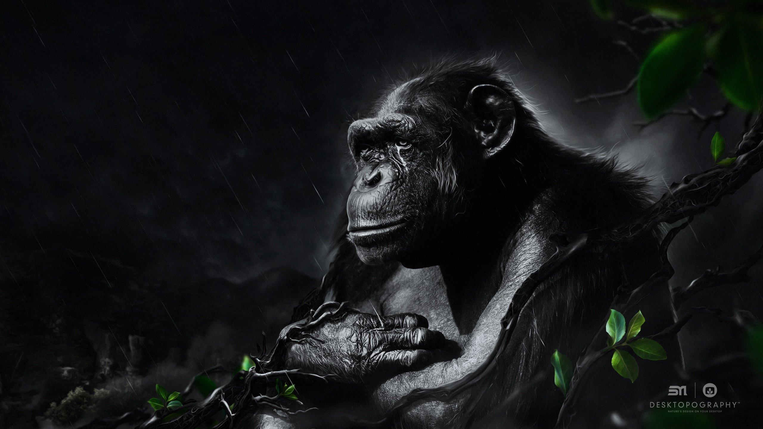 Chimpanzee wallpapers desktop backgrounds